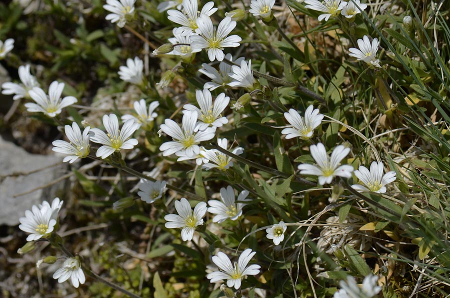 Cerastium sp.?